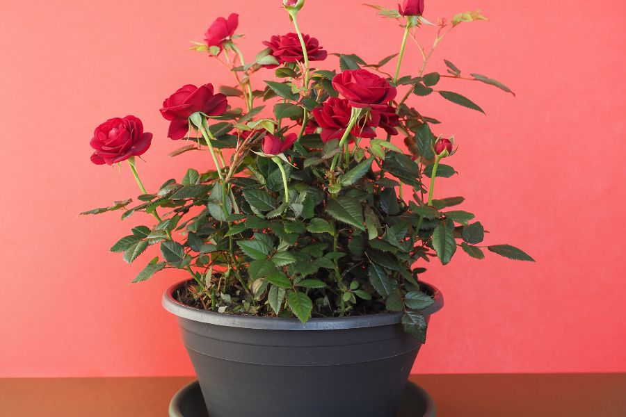 When Is the Best Time to Plant Roses for Maximum Bloom?