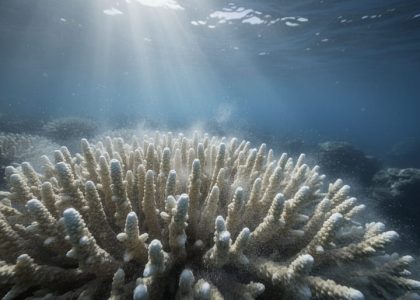 Close view of a bleached coral reef with pale coral branches dissolving into hazy seawater under sunlit ocean light.